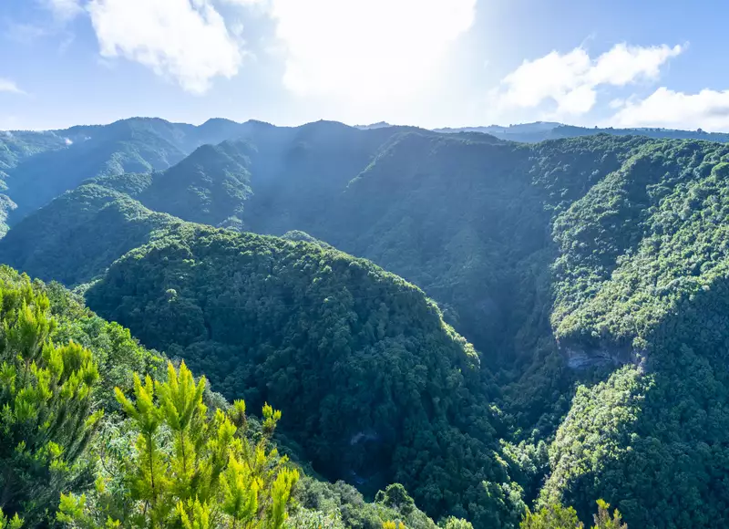 Senderismo en el Bosque de la Laurisilva de La Palma Buendía